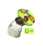 杏雛ちぁま（個別スタンプ：7）