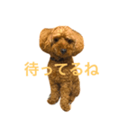 トイプーくん♡いぬのきもち（個別スタンプ：1）