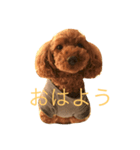 トイプーくん♡いぬのきもち（個別スタンプ：2）