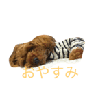 トイプーくん♡いぬのきもち（個別スタンプ：4）