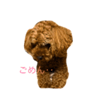 トイプーくん♡いぬのきもち（個別スタンプ：8）