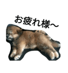 mofumofu  akitainu（個別スタンプ：1）