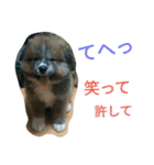mofumofu  akitainu（個別スタンプ：2）
