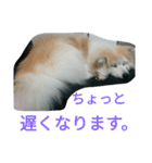 mofumofu  akitainu（個別スタンプ：4）