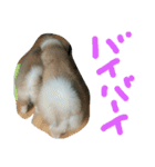 mofumofu  akitainu（個別スタンプ：5）