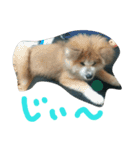 mofumofu  akitainu（個別スタンプ：6）