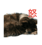 mofumofu  akitainu（個別スタンプ：8）