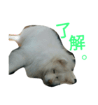 mofumofu  akitainu（個別スタンプ：10）