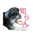mofumofu  akitainu（個別スタンプ：11）