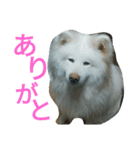 mofumofu  akitainu（個別スタンプ：12）