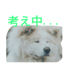 mofumofu  akitainu（個別スタンプ：13）