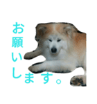 mofumofu  akitainu（個別スタンプ：15）