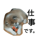 mofumofu  akitainu（個別スタンプ：16）