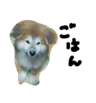 mofumofu.akitainu（個別スタンプ：1）