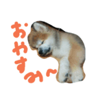 mofumofu.akitainu（個別スタンプ：2）