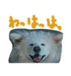 mofumofu.akitainu（個別スタンプ：8）