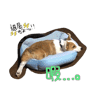 ko-gi-（個別スタンプ：7）