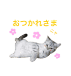 サバトラダヤンとキジトラとらじ（個別スタンプ：1）