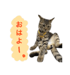 サバトラダヤンとキジトラとらじ（個別スタンプ：2）