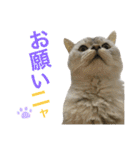 サバトラダヤンとキジトラとらじ（個別スタンプ：6）