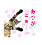 サバトラダヤンとキジトラとらじ（個別スタンプ：7）