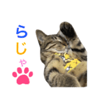 サバトラダヤンとキジトラとらじ（個別スタンプ：10）