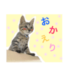 サバトラダヤンとキジトラとらじ（個別スタンプ：12）