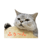 サバトラダヤンとキジトラとらじ（個別スタンプ：13）