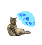 サバトラダヤンとキジトラとらじ（個別スタンプ：14）