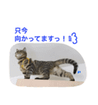サバトラダヤンとキジトラとらじ（個別スタンプ：16）