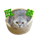 サバトラダヤンとキジトラとらじ（個別スタンプ：20）