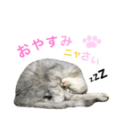 サバトラダヤンとキジトラとらじ（個別スタンプ：22）
