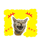サバトラダヤンとキジトラとらじ（個別スタンプ：24）