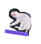 きらぷうスタンプフォー（個別スタンプ：1）