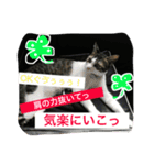 きらぷうスタンプフォー（個別スタンプ：5）