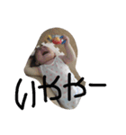 A S A H I（個別スタンプ：4）
