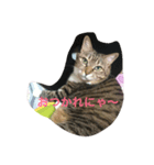 愛猫ルナスタンプ（個別スタンプ：1）