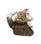 愛猫ルナスタンプ（個別スタンプ：3）