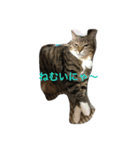 愛猫ルナスタンプ（個別スタンプ：5）