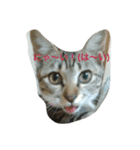 愛猫ルナスタンプ（個別スタンプ：6）