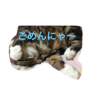 愛猫ルナスタンプ（個別スタンプ：7）