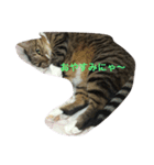 愛猫ルナスタンプ（個別スタンプ：8）