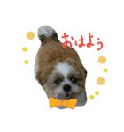 シーズーのぽんまるちゃん ③（個別スタンプ：1）