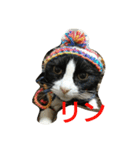 リンとフク（個別スタンプ：1）