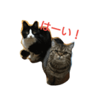 リンとフク（個別スタンプ：7）