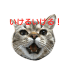リンとフク（個別スタンプ：10）