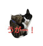 リンとフク（個別スタンプ：14）