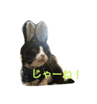 リンとフク（個別スタンプ：15）