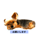 りんちゃん・もこちゃん（個別スタンプ：1）