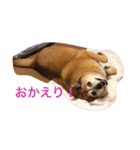 グティとカレンのハッピーライフ（個別スタンプ：20）